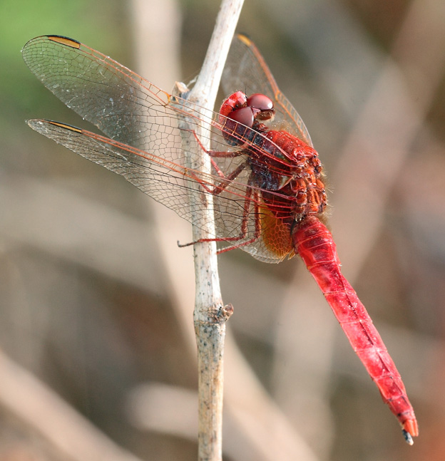 Crocothemis erytraea?